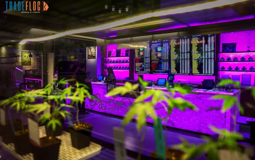 Thailand Recriminalises the Booming Cannabis Industry